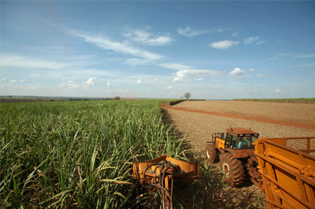 As principais atividades Agrícolas no Brasil - Geografia Enem