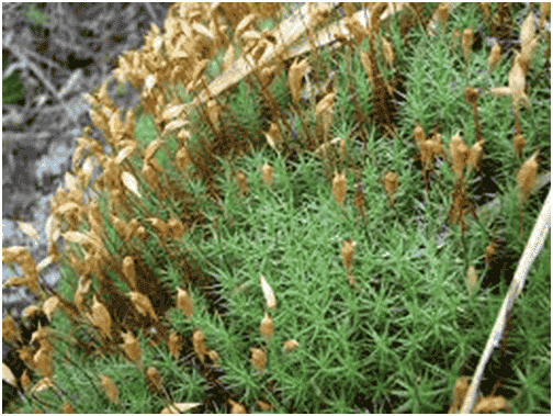 Biologia Enem - Reino das plantas: Revise as Briófitas