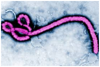 Redação Enem - Ebola