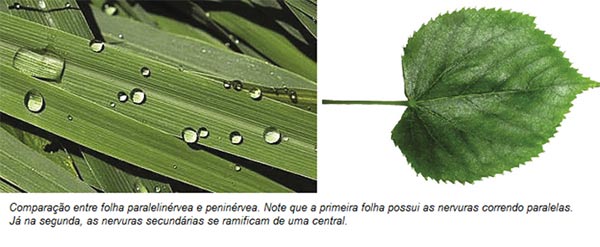 Ramificação das folhas Ramificação das folhas