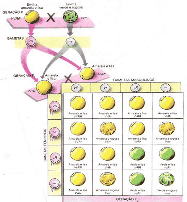 Biologia - Punnet