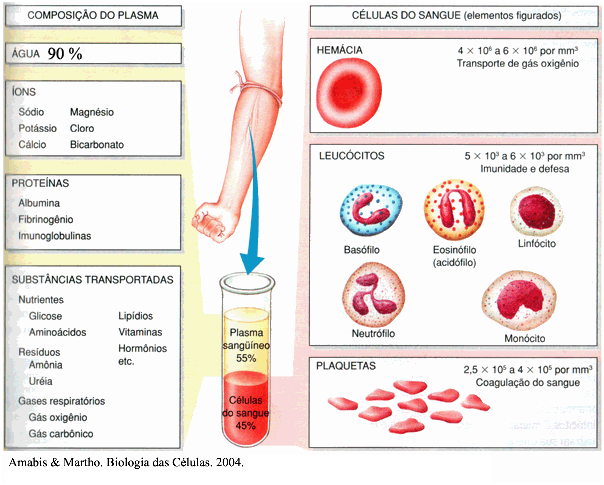 Biologia Enem – Revise os tecidos conjuntivos: sangue e linfa