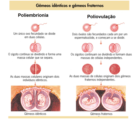 Reprodução Sexuada Reprodução Sexuada