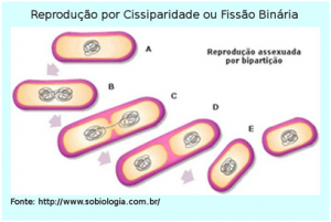 Cissiparidade, divisão binária ou bipartição Cissiparidade, divisão binária ou bipartição
