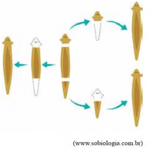 Fragmentação ou fissão Fragmentação ou fissão