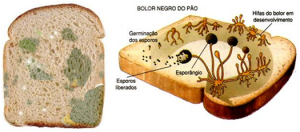 Esporulação Esporulação