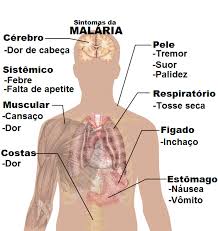 o ciclo da malária