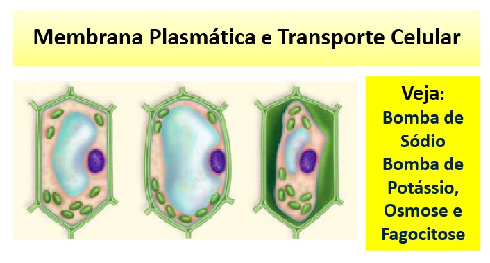 membrana plasmática