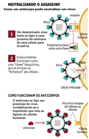 Revise o sistema imunológico com a Khan Academy - Biologia Enem Os Anticorpos e o Sistema Imunológico