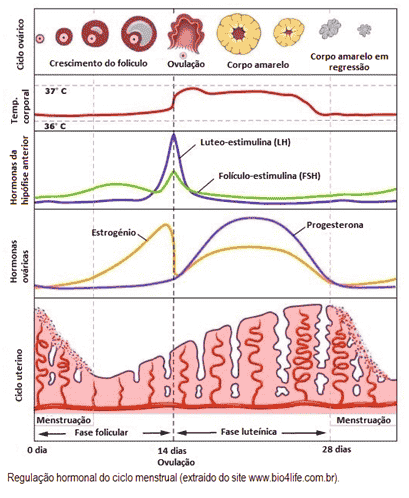 Biologia Revise O Ciclo Menstrual Nesta Aula Do Blog Do Enem