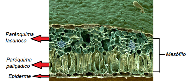 Tecidos vegetais aula 3 Revisão de Biologia Enem