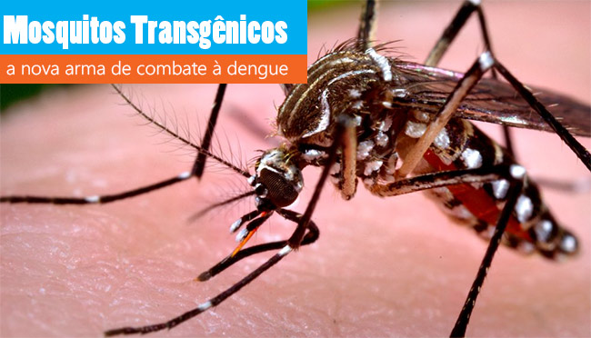 Mosquitos transgênicos