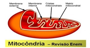mitocÕndria
