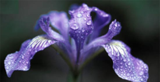 Angiospermas: Monocotiledôneas e Eudicotiledôneas