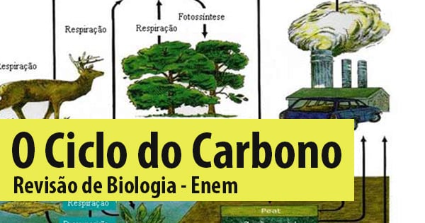 Ciclo Do Carbono Revise Ecologia E Arrase Em Biologia