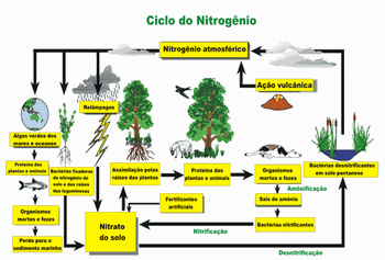 Ciclo Do Nitrogênio: Revise Biologia E Arrase No Enem