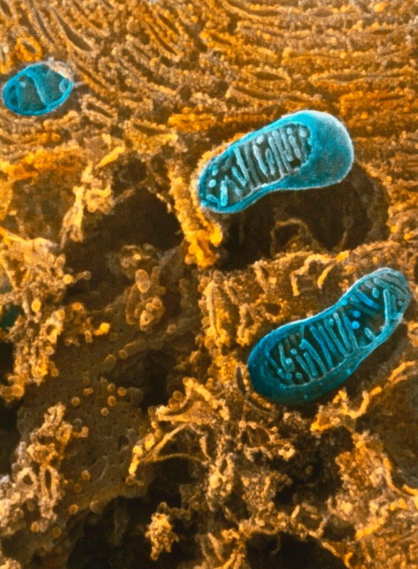 Fotomicrografia de mitocôndrias (em azul) feitas a partir de um microscópio eletrônico de varredura. Colorida artificialmente. As mitocôndrias possuem duas membranas: uma externa e outra interna (que forma as cristas mitocondriais)