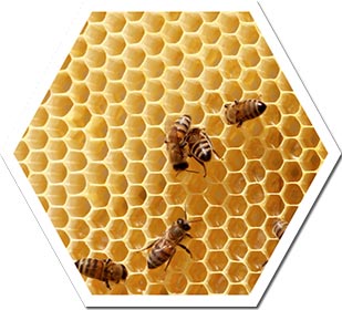 poligono-abelha