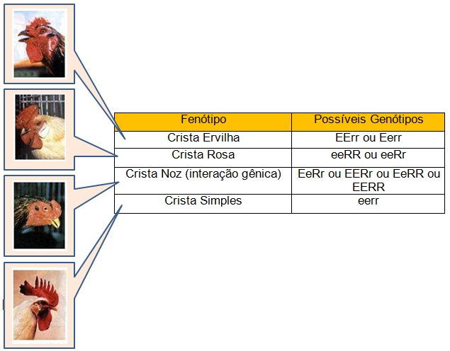 Revis O De Biologia Intera O G Nica Epistasia E Poligenia