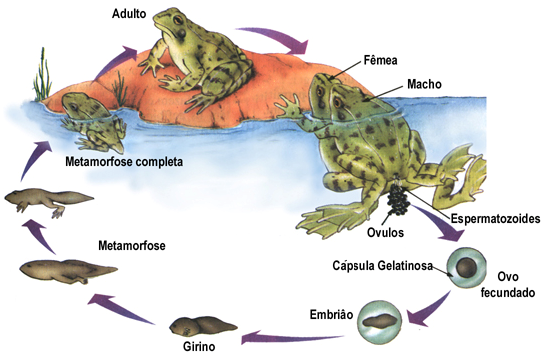 Biologia Revise Tudo O Que Você Precisa Saber Sobre Os Anfíbios 0565