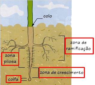 Organologia Vegetal II - Biologia Enem - Veja Flor, Fruto e Semente.