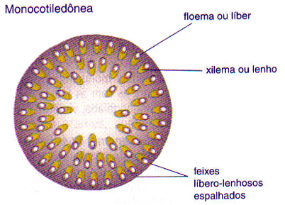 Organologia Vegetal II - Biologia Enem - Veja Flor, Fruto e Semente.