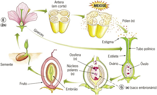 Germinação e Crescimento do Tubo Polínico e Fecundação - Germinação e  Crescimento