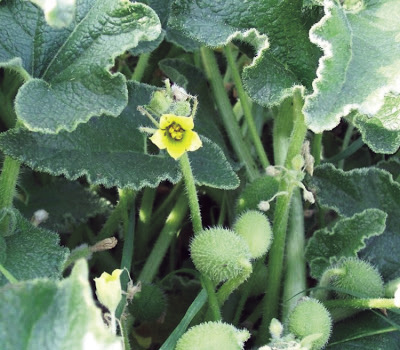 Organologia Vegetal II - Biologia Enem - Veja Flor, Fruto e Semente.