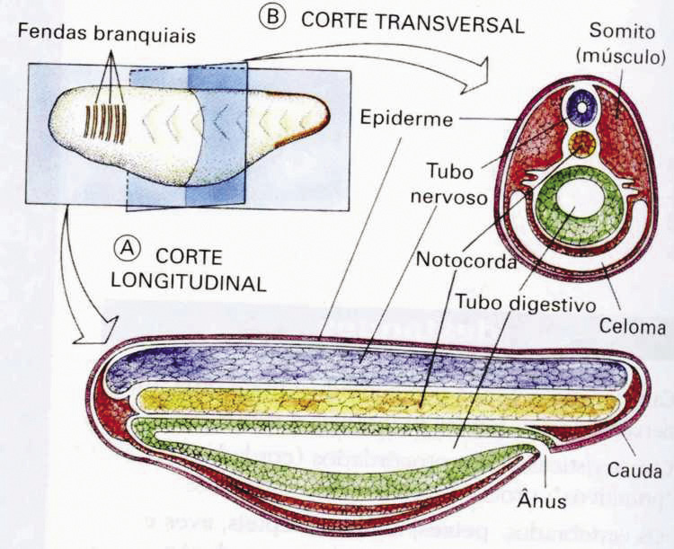 Sistema esquelético do subfilo dos vertebrados