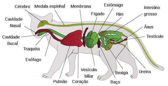 Cavalo Marinho - Biologia Enem