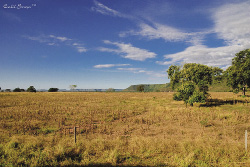 Características da Vegetação brasileira: resumo de geografia Enem