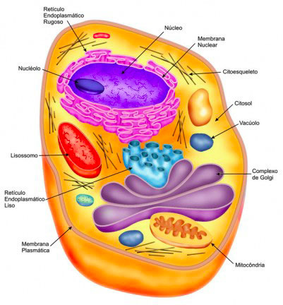 Imagem de uma célula - citosol