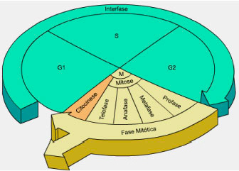 Diagrama do ciclo celular. fases do ciclo celular. ciclo de vida de uma  célula. síntese de dna e divisão celular.