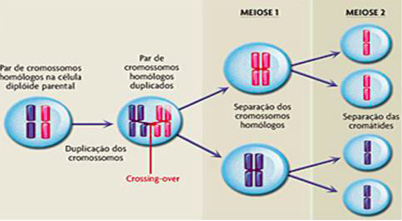 Divisão Celular - Biologia Enem