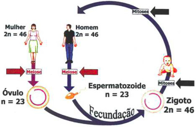 Diagrama do ciclo celular. fases do ciclo celular. ciclo de vida de uma  célula. síntese de dna e divisão celular.