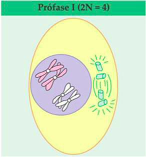 Meiose - Biologia Enem