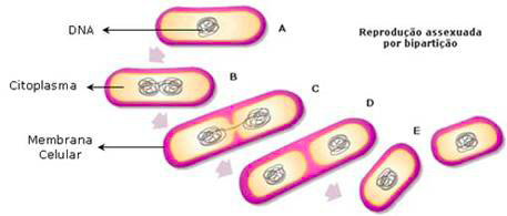 Mitose e Intérfase - Revisão de divisão celular - Biologia Enem