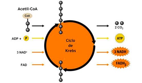 ciclo de krebs - atp