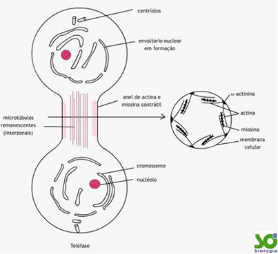 Mitose e Intérfase - Revisão de divisão celular - Biologia Enem