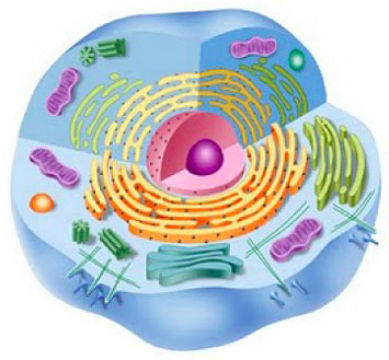 A Membrana Plasmática e os Envoltórios Celulares