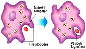 Pseudópodes - citosol