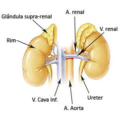 Glândula Renal no Sistema Endócrino