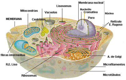 Revisão 1 de Biologia Enem