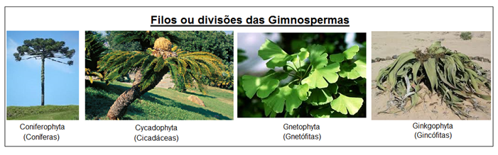 Gimnospermas - Biologia