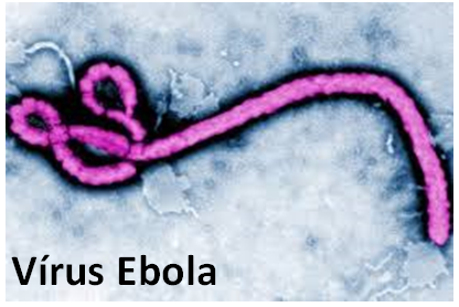 O que é um vírus Ebola