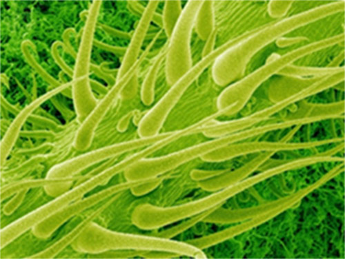 Tecidos vegetais 2 – Revisão de Biologia para o Enem