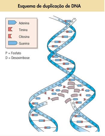 DNA Biologia