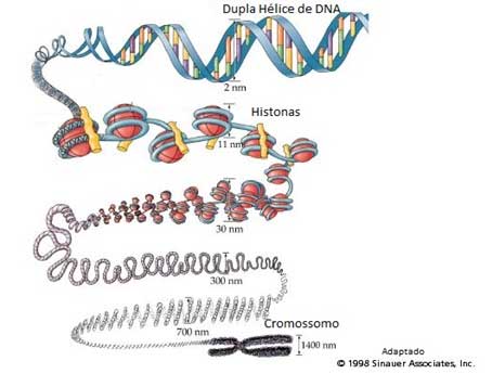 Biologia DNA - Blog do Enem