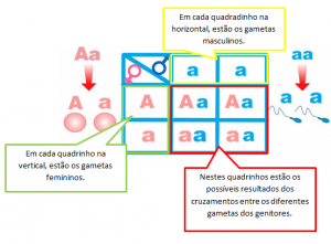 Biologia Quadro de Punnet