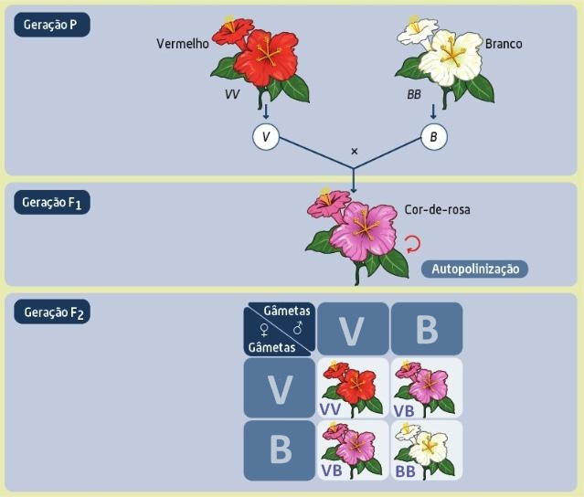 Biologia - Flores Genética